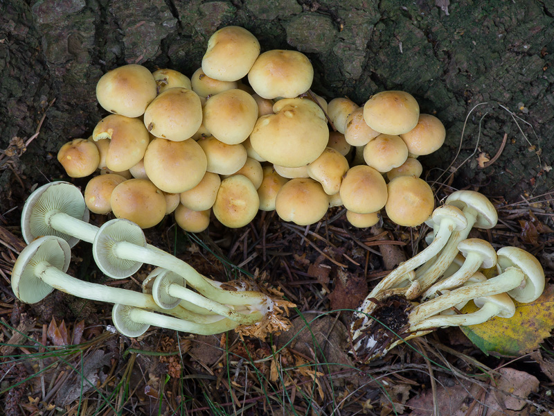 Hypholoma fasciculare